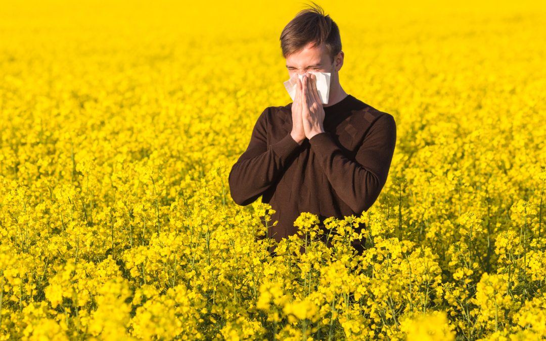 Young man in yellow canola field blowing his nose and suffering from pollen allergy.